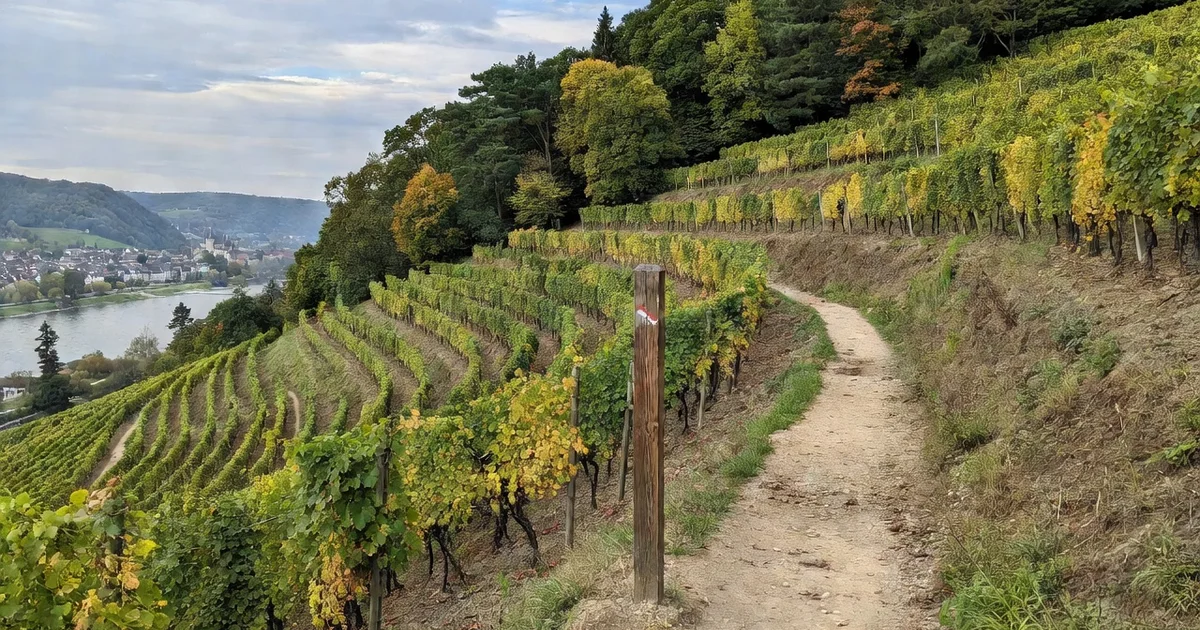 Waymarked trail through terraced vineyards above the Rhine valley